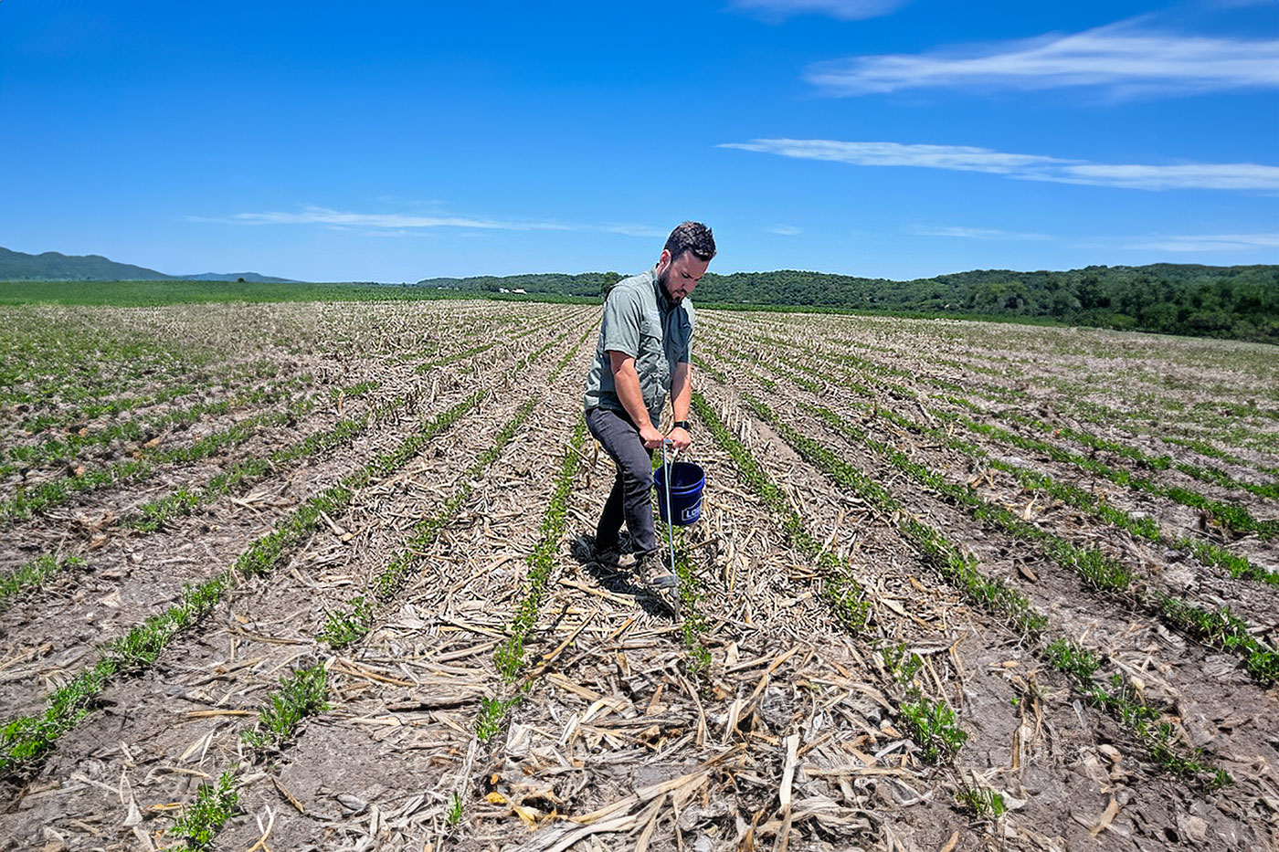 man taking soil sample in soybean field